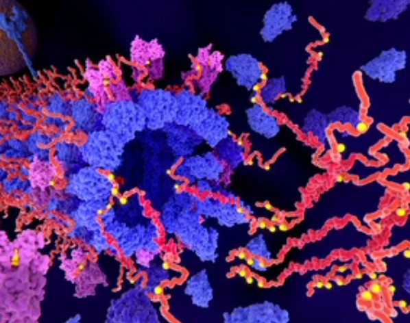 Advancements in Protein lipidation Research